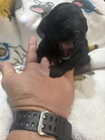 Bella, a female Goldendoodle for sale in Cape Coral, FL – Photo 3 of 3