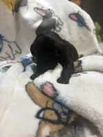 Bella, a female Goldendoodle for sale in Cape Coral, FL – Photo 2 of 3