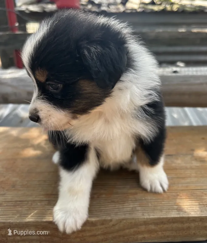 Black Tri Female 2 – Australian Shepherd puppy for sale in Bastrop, TX