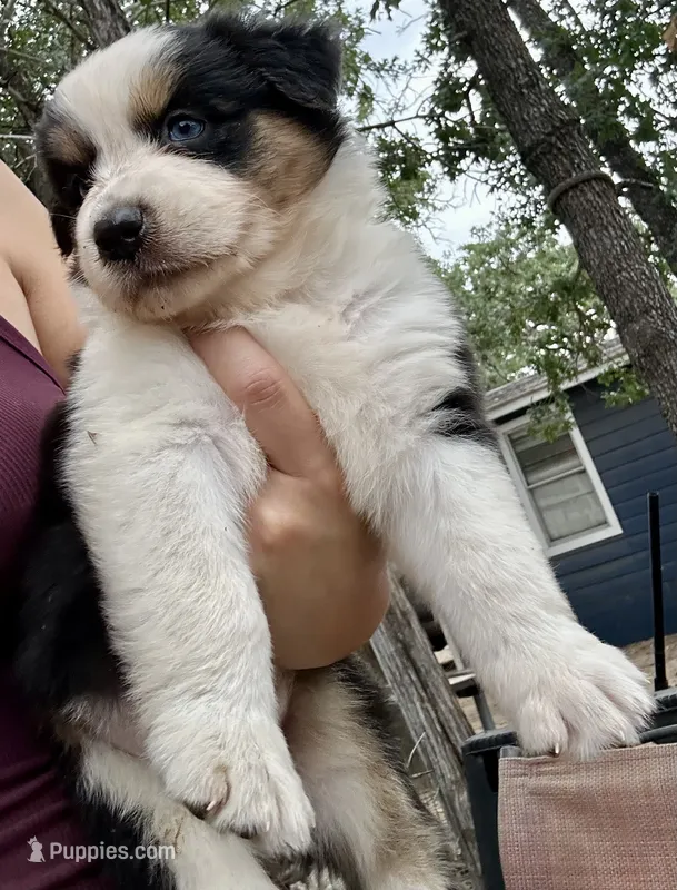 Black Tri Female 1 – Australian Shepherd puppy on hold in Bastrop, TX