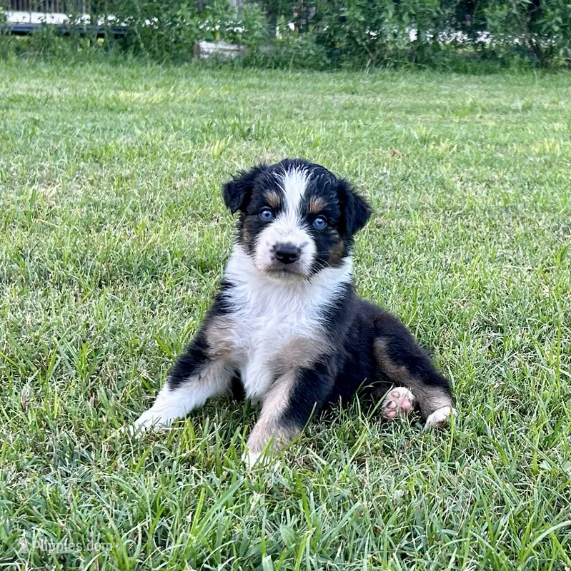 Black Tri Male – Australian Shepherd puppy for sale in Bastrop, TX