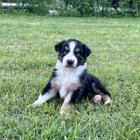 Black Tri Male, a male Australian Shepherd for sale in Bastrop, TX – 1 of 2