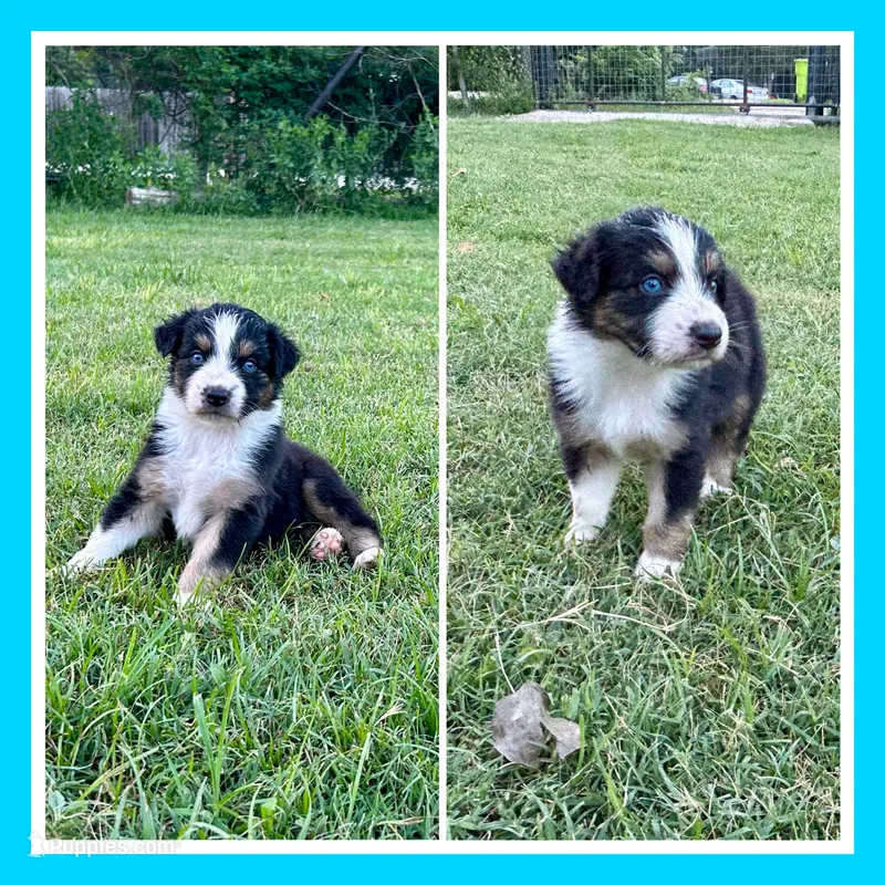 Black Tri Male – Australian Shepherd puppy for sale in Bastrop, TX