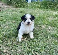 Black Tri Female 1, a female Australian Shepherd for sale in Bastrop, TX – 3 of 3