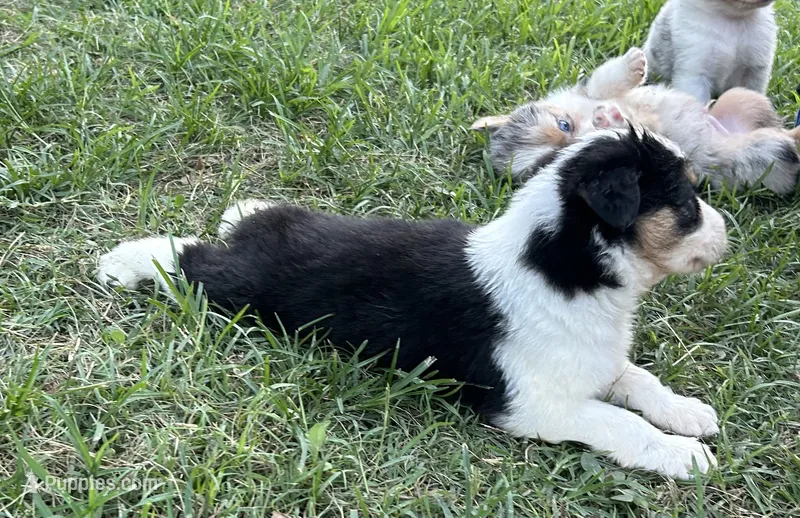 Black Tri Female 1 – Australian Shepherd puppy for sale in Bastrop, TX