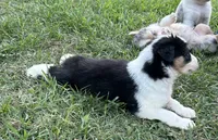 Black Tri Female 1, a female Australian Shepherd for sale in Bastrop, TX – 1 of 3