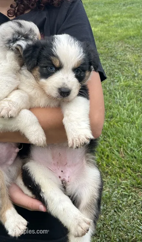 Black Tri Female 1 – Australian Shepherd puppy for sale in Bastrop, TX
