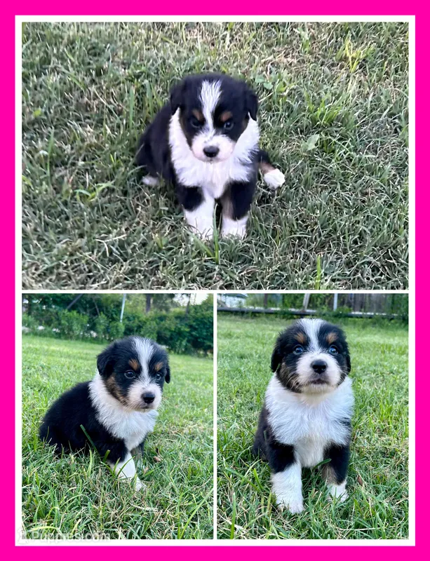 Black Tri Female 2 – Australian Shepherd puppy for sale in Bastrop, TX