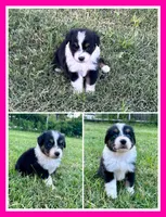 Black Tri Female 2, a female Australian Shepherd for sale in Bastrop, TX – 1 of 1