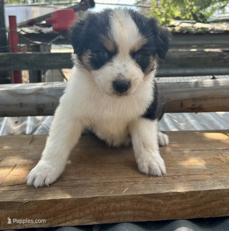Black Tri Female 1 – Australian Shepherd puppy for sale in Bastrop, TX