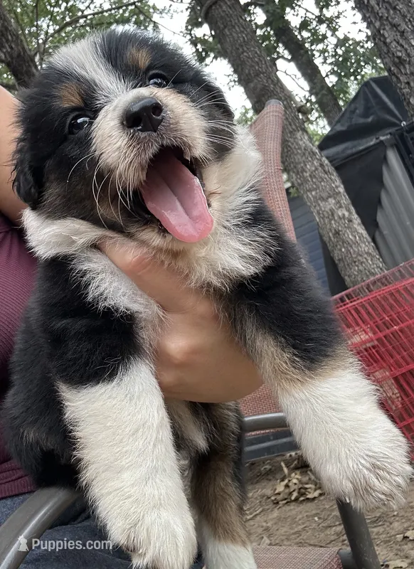 Black Tri Female 2 – Australian Shepherd puppy for sale in Bastrop, TX