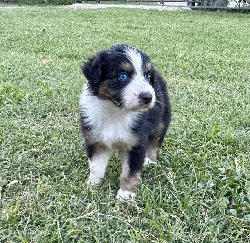Black Tri Male – Australian Shepherd puppy on hold in Bastrop, TX