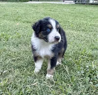 Black Tri Male, a male Australian Shepherd for sale in Bastrop, TX – 2 of 2