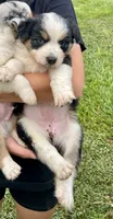 Black Tri Female 1, a female Australian Shepherd for sale in Bastrop, TX – 2 of 3