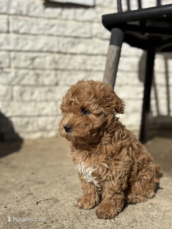 Leo – Havanese, Poodle - Miniature  puppy for sale in Paradise Township, PA