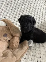 Lily, a female Havanese and Poodle - Miniature  for sale in Paradise Township, PA – Photo 4 of 4