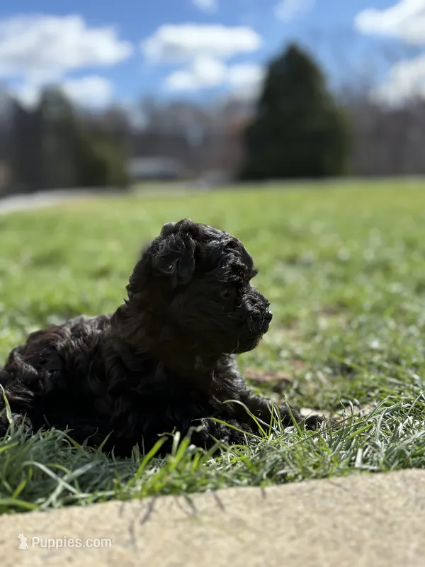 Lily – Havanese, Poodle - Miniature  puppy for sale in Paradise Township, PA