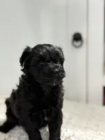 Lily, a female Havanese and Poodle - Miniature  for sale in Paradise Township, PA – Photo 1 of 4