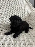 Lily, a female Havanese and Poodle - Miniature  for sale in Paradise Township, PA – Photo 3 of 4