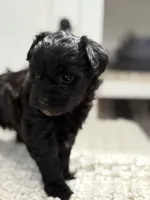 Lily, a female Havanese and Poodle - Miniature  for sale in Paradise Township, PA – Photo 2 of 4