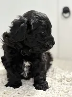 Louie, a male Havanese and Poodle - Miniature  for sale in Paradise Township, PA – Photo 2 of 4