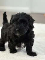 Louie, a male Havanese and Poodle - Miniature  for sale in Paradise Township, PA – Photo 4 of 4