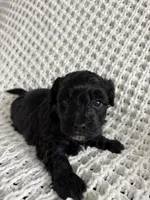 Louie, a male Havanese and Poodle - Miniature  for sale in Paradise Township, PA – Photo 3 of 4