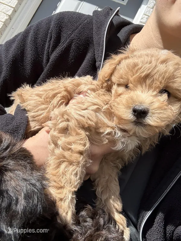 Lucky – Havanese, Poodle - Miniature  puppy for sale in Paradise Township, PA