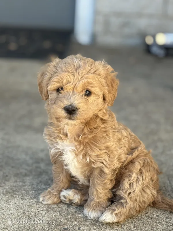 Lucky – Havanese, Poodle - Miniature  puppy for sale in Paradise Township, PA