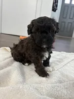 Layla, a female Havanese and Poodle - Miniature  for sale in Paradise Township, PA – Photo 4 of 4