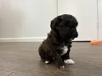 Layla, a female Havanese and Poodle - Miniature  for sale in Paradise Township, PA – Photo 3 of 4