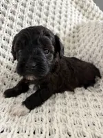 Layla, a female Havanese and Poodle - Miniature  for sale in Paradise Township, PA – Photo 1 of 4