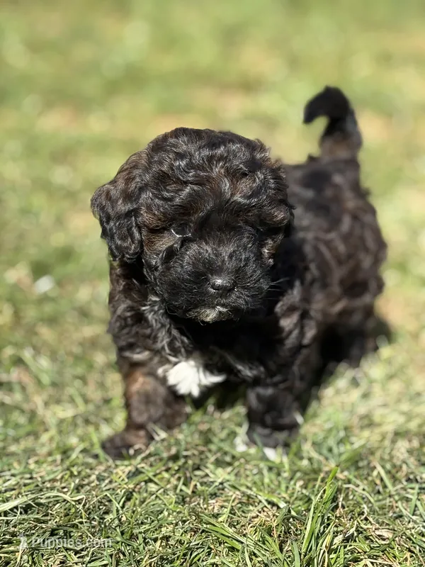 Layla – Havanese, Poodle - Miniature  puppy for sale in Paradise Township, PA