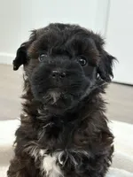 Layla, a female Havanese and Poodle - Miniature  for sale in Paradise Township, PA – Photo 2 of 4