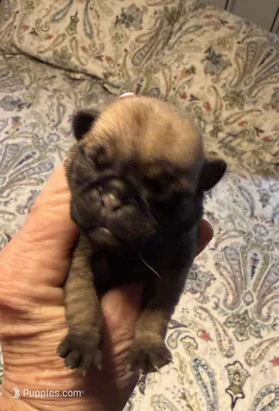 Female #5 – Pug puppy for sale in La Vernia, TX