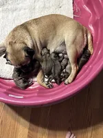Female #4, a female Pug for sale in La Vernia, TX – 2 of 5
