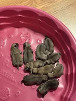 Female #3, a female Pug for sale in La Vernia, TX – 2 of 5