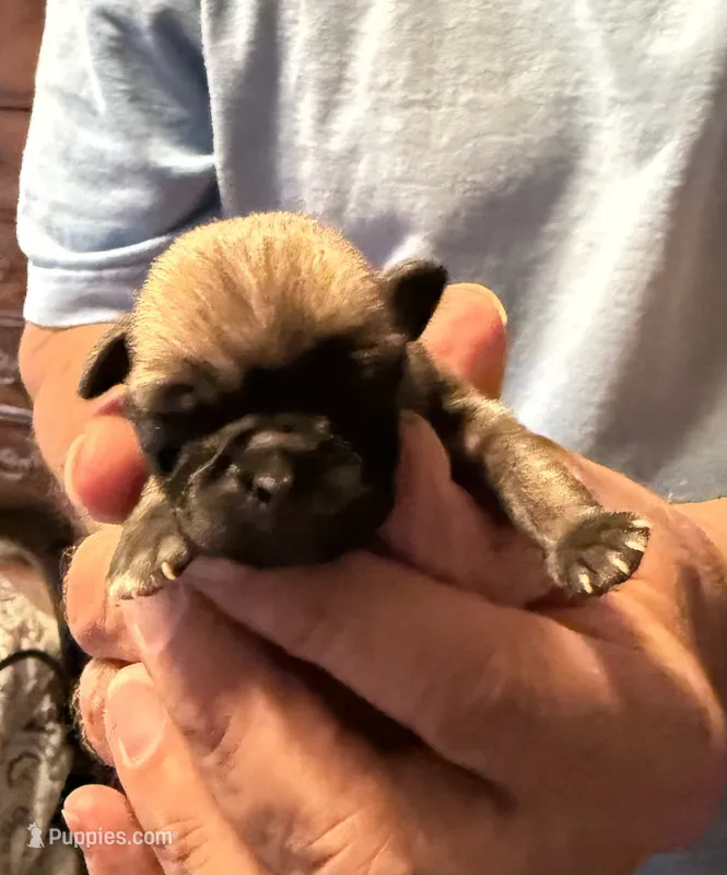 Female #4 – Pug puppy for sale in La Vernia, TX