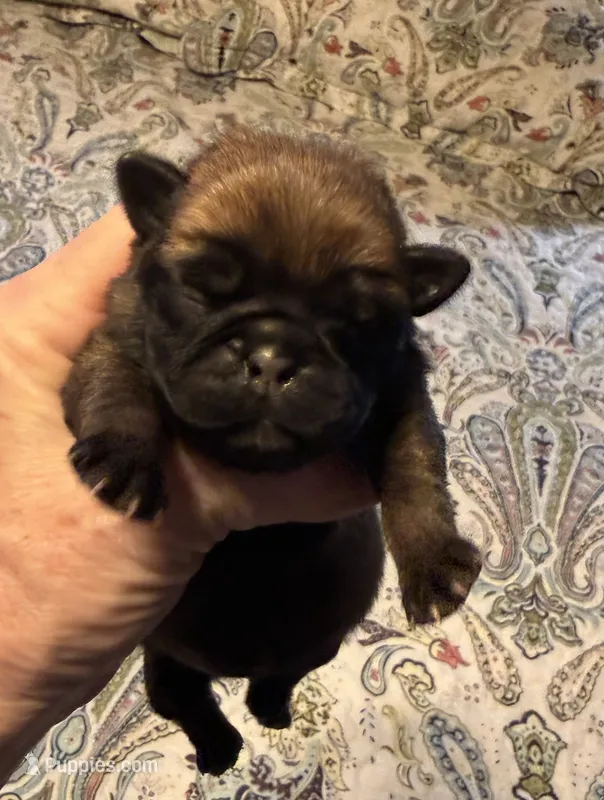 Female #9 – Pug puppy for sale in La Vernia, TX