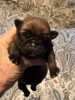 Female #9, a female Pug for sale in La Vernia, TX – 1 of 5