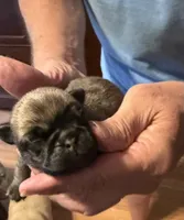 Female #7, a female Pug for sale in La Vernia, TX – 1 of 5