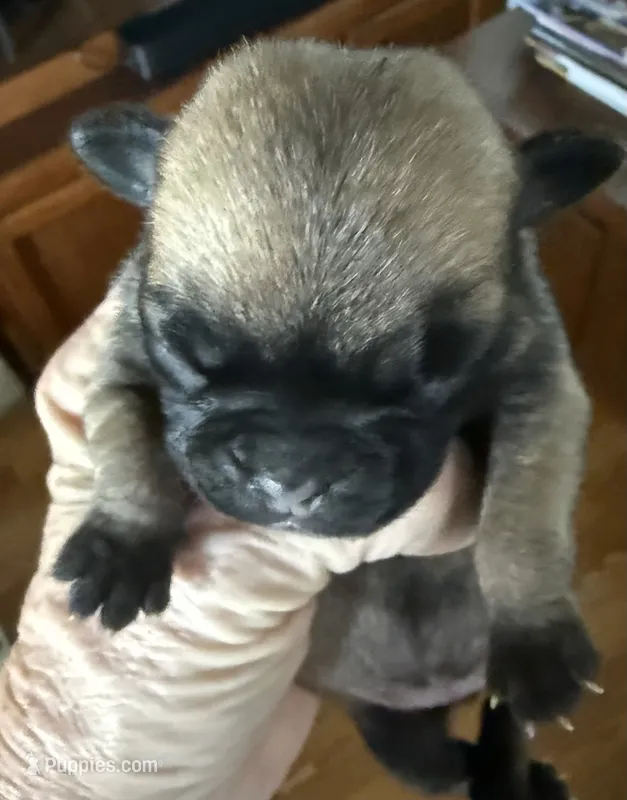Female #3 – Pug puppy for sale in La Vernia, TX
