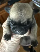 Female #3, a female Pug for sale in La Vernia, TX – 1 of 5