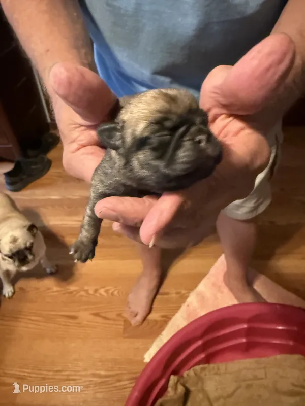 Female #8 – Pug puppy for sale in La Vernia, TX
