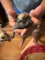 Female #8, a female Pug for sale in La Vernia, TX – 1 of 5
