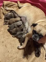 Female #4, a female Pug for sale in La Vernia, TX – 3 of 5