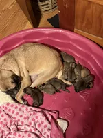 Male 1, a female Pug for sale in La Vernia, TX – 5 of 5