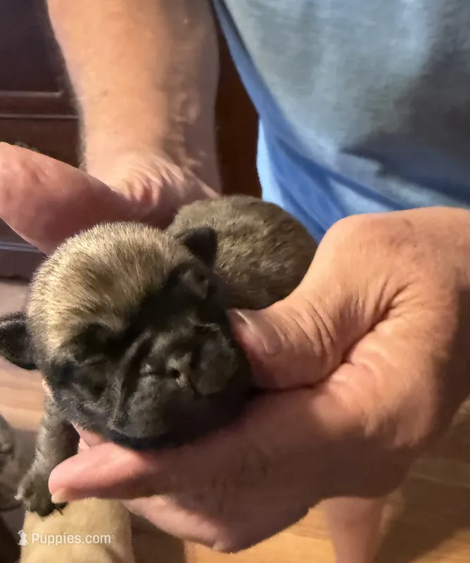 Female #2 – Pug puppy for sale in La Vernia, TX