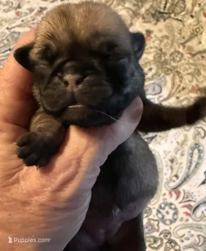 Female #6 – Pug puppy for sale in La Vernia, TX