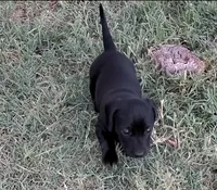Girl 3 - Solid Black/Seal -short hair, a female Miniature Dachshund for sale in Truth or Consequences, NM – 3 of 9